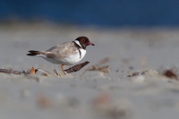 Kulik cernohlavy - Thinornis cucullatus - Hooded Plover o4950